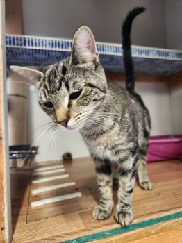 Domestic Short Hair Cats Available for Adoption in Crossville, Tennessee - Grouchy | PetCurious