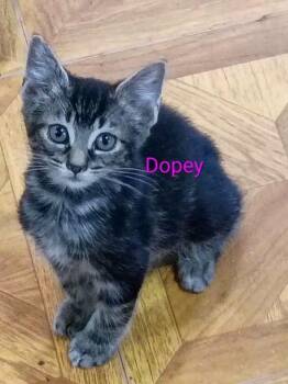Dopey -  Domestic Short Hair Cat for Adoption in Liberty, New York - Dopey | PetCurious