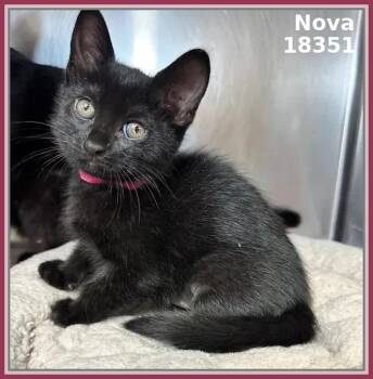 Domestic Short Hair Cats Available for Adoption in Marietta, Georgia - NOVA (see Also NEBULA) | PetCurious