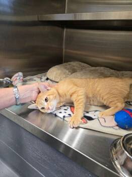 Rescue Domestic Short Hair Cats for Adoption in Hilton Head Island, South Carolina - Whiskey | PetCurious