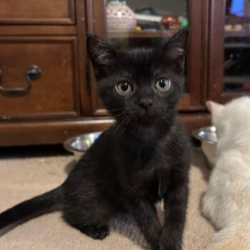Saltine -  Domestic Short Hair Cat for Adoption in Bedford, New Hampshire - Saltine | PetCurious