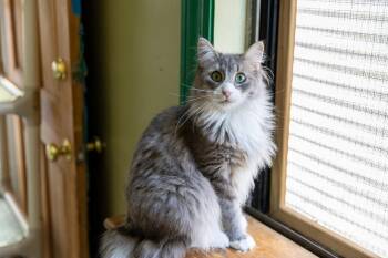 Rescue Maine Coon Cats for Adoption in Chicago, Illinois - Sam | PetCurious