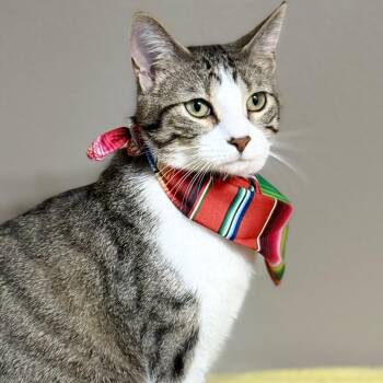 Domestic Short Hair Cats Available for Adoption in Sioux Falls, South Dakota - Reina | PetCurious