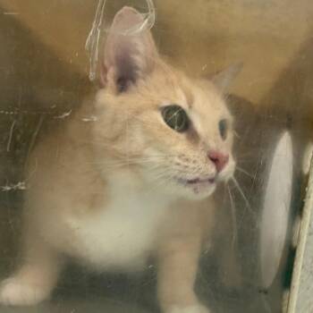 Rice -  Domestic Short Hair Cat for Adoption in Philadelphia, Pennsylvania - Rice | PetCurious