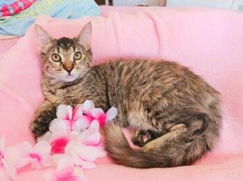 Reece Lily -  Maine Coon Cat for Adoption in Miami, Arizona - Reece Lily | PetCurious