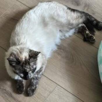 Aritzia -  Domestic Short Hair Cat for Adoption in Buffalo, Minnesota - Aritzia | PetCurious
