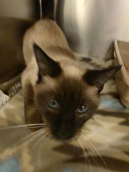 Siamese Cats Available for Adoption in West Valley City, Utah - LOVEBUG | PetCurious