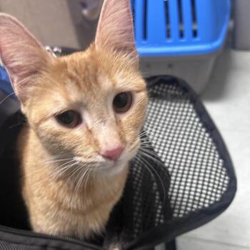 Domestic Short Hair Cats Available for Adoption in Philadelphia, Pennsylvania - Cheddar | PetCurious