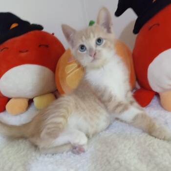 sherlock -  Domestic Short Hair Cat for Adoption in Kittanning, Pennsylvania - Sherlock | PetCurious