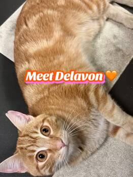 Domestic Short Hair Cats Available for Adoption in Monticello, Illinois - Devalon | PetCurious