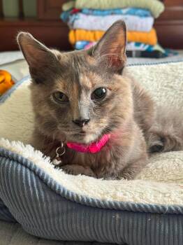 Mozilla -  Domestic Medium Hair Cat for Adoption in Manchester, Maryland - Mozilla | PetCurious
