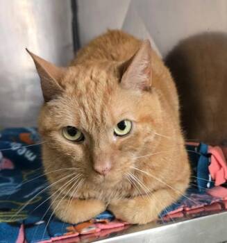 Draco -  Domestic Short Hair Cat for Adoption in Bedford, Indiana - Draco | PetCurious