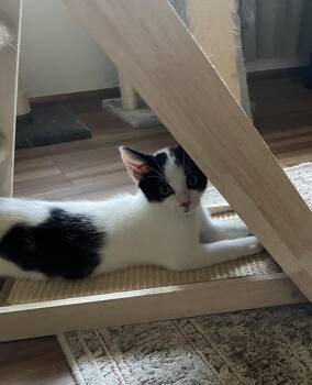 Moo Moo -  Domestic Short Hair Cat for Adoption in Milltown, New Jersey - Moo Moo | PetCurious