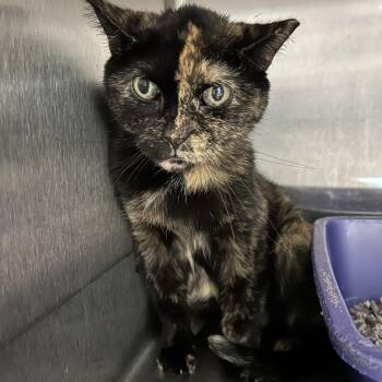Rescue Tortoiseshell Cats for Adoption in La Grange Park, Illinois - Morganetta | PetCurious