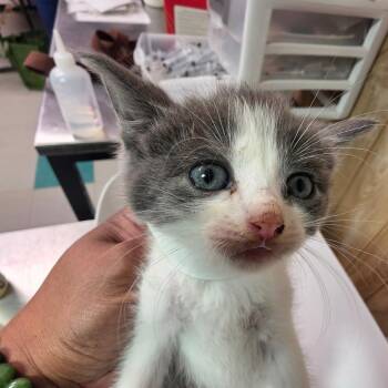 Mortimer FKA Maragret -  Domestic Short Hair Cat for Adoption in Leander, Texas - Mortimer FKA Maragret | PetCurious