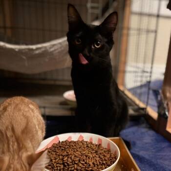 Donnie Darko -  Domestic Short Hair Cat for Adoption in Spokane, Washington - Donnie Darko | PetCurious