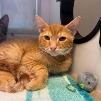Zack -  Domestic Short Hair Cat for Adoption in Wantagh, New York - Zack | PetCurious