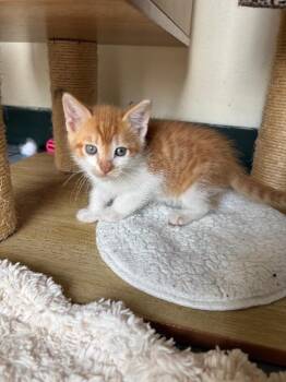 Pepperjack -  Domestic Short Hair Cat for Adoption in Cortland, New York - Pepperjack | PetCurious