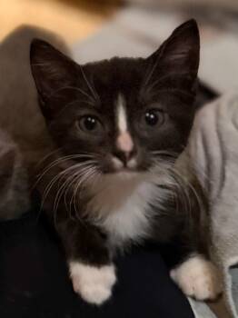 Rescue Domestic Short Hair Cats for Adoption in Naples, Florida - Willoita | PetCurious