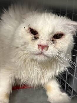 Domestic Long Hair Cats Available for Adoption - DRAGON FRUIT | PetCurious