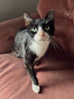 Rescue American Shorthair Cats for Adoption in New York, New York - Merino | PetCurious