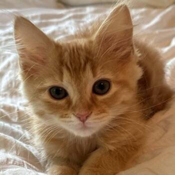 Blueberry Grunt -  Domestic Medium Hair Cat Available for Adoption in Candler, North Carolina - Blueberry Grunt | PetCurious