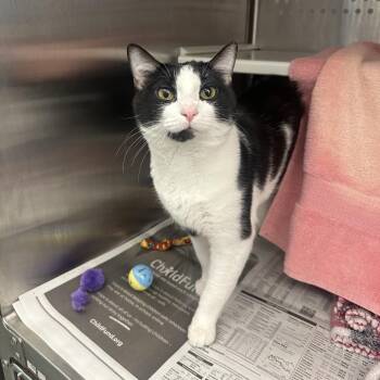 Rocky -  Domestic Short Hair Cat for Adoption in Pittsburgh, Pennsylvania - Rocky | PetCurious
