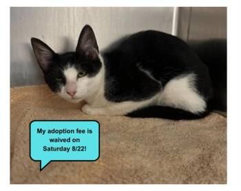 PARIS* -  Domestic Short Hair Cat for Adoption in Santa Cruz, California - PARIS* | PetCurious