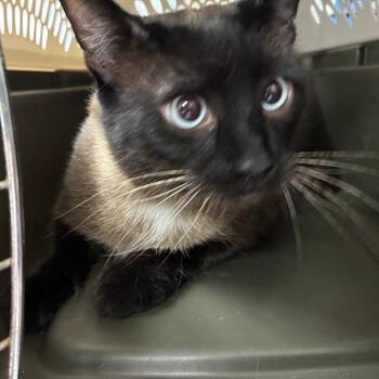 Arya -  Domestic Short Hair and Siamese Cat Available for Adoption in Harrisonburg, Virginia - Arya | PetCurious