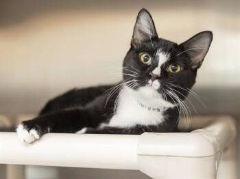 RICO -  Domestic Short Hair Cat for Adoption in Phoenix, Arizona - RICO | PetCurious