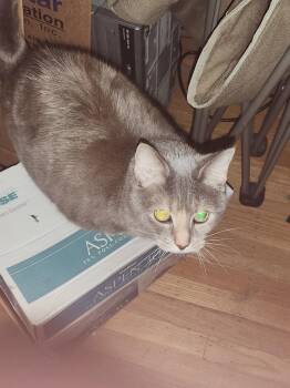 Rescue Domestic Short Hair Cats for Adoption in Folsom, California - Cleo | PetCurious