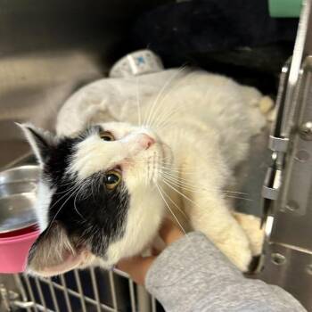 Domestic Short Hair Cats Available for Adoption - Milkshake | PetCurious