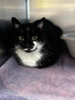 Wilder -  Domestic Short Hair Cat for Adoption in Lima, Ohio - Wilder | PetCurious