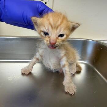 Domestic Short Hair Cats Available for Adoption - TUSC-Stray-83596_2 | PetCurious