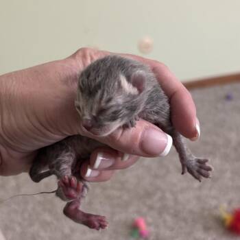 Harry -  Domestic Short Hair Cat for Adoption in Overland Park, Kansas - Harry | PetCurious
