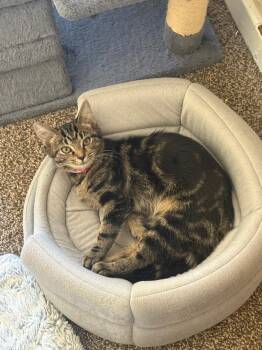 Rescue Domestic Short Hair and Tabby Cats for Adoption in Northfield, Ohio - MITZI | PetCurious