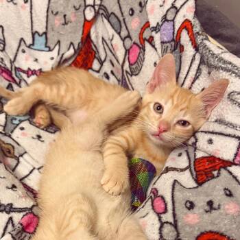 Cope -  Domestic Short Hair Cat for Adoption in West Olive, Michigan - Cope | PetCurious