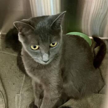Liberty -  Domestic Short Hair Cat for Adoption in Cumming, Georgia - Liberty | PetCurious