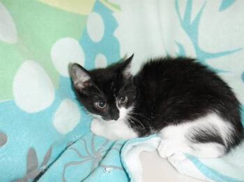 JULIET -  Domestic Short Hair Cat for Adoption in San Jose, California - JULIET | PetCurious