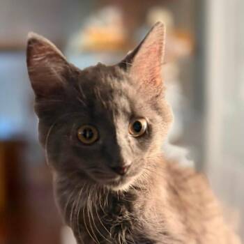Slate -  Domestic Short Hair Cat for Adoption in Gloucester, Virginia - Slate | PetCurious