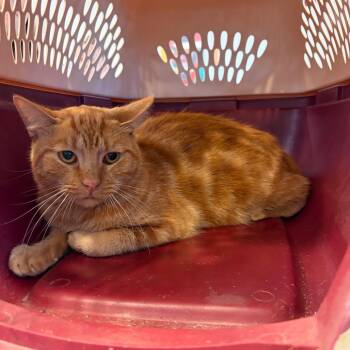 S63801 -  Domestic Short Hair Cat for Adoption in Newark, New Jersey - S63801 | PetCurious