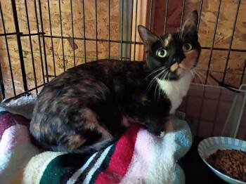 Autumn -  Calico Cat for Adoption in Liberty, New York - Autumn | PetCurious