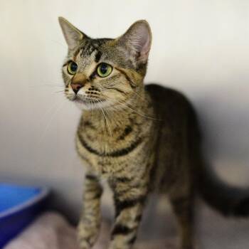 Cake -  Domestic Short Hair Cat for Adoption in Idaho Falls, Idaho - Cake | PetCurious
