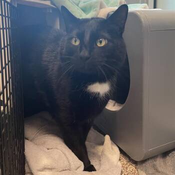 Rescue Domestic Short Hair Cats for Adoption in Barnstable, Massachusetts - ASTRO | PetCurious