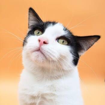 Rescue Domestic Short Hair Cats for Adoption in Springfield, Missouri - Toodles | PetCurious