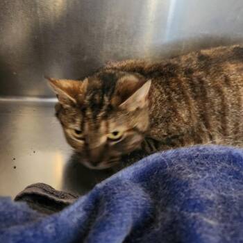 Domestic Short Hair Cats Available for Adoption - Meowy Poppins | PetCurious