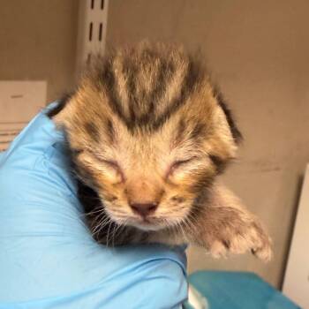 Bunky -  Domestic Short Hair Cat for Adoption in Yuma, Arizona - Bunky | PetCurious
