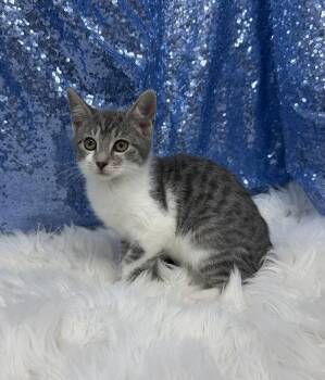 Gilbert -  Domestic Short Hair Cat for Adoption in Clarkesville, Georgia - Gilbert | PetCurious