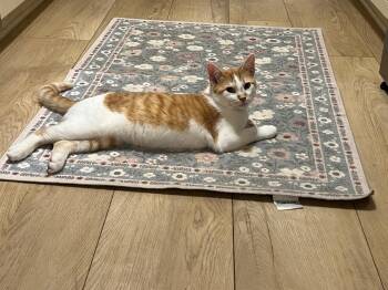 Rescue Domestic Short Hair Cats for Adoption in Mokena, Illinois - Sherbet | PetCurious