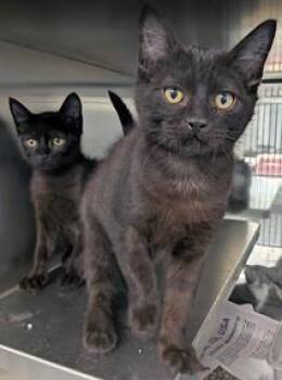 Domestic Short Hair Cats Available for Adoption in Fairfax, Virginia - Doyle | PetCurious